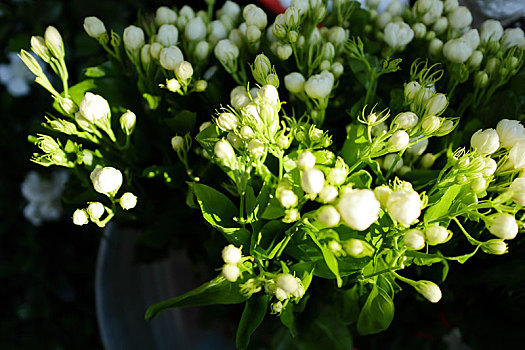 花卉茉莉花鲜花