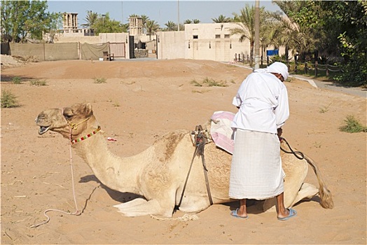 男人,骆驼,迪拜
