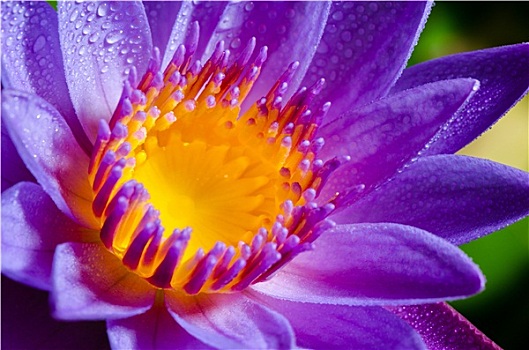 漂亮,紫色,莲花