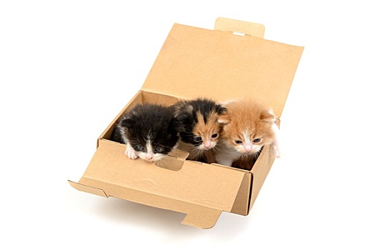 小猫,盒子