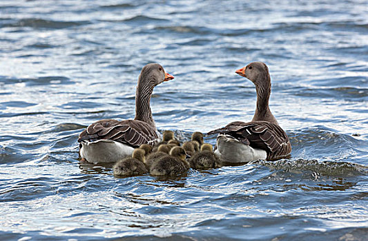 家庭,鹅,水上