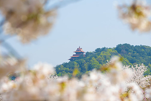 初春东湖樱花园