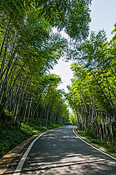 重庆市永川区茶山竹海风景翡翠长廊
