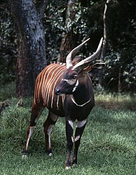 羚羊,雄性动物,树林,肯尼亚,红棕,高海拔,风景,雄性,雌性,牛角,苍白,只有,变暗