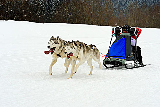 阿拉斯加雪橇犬,雪撬,狗,团队,赶狗拉雪橇的人,瑞士,欧洲