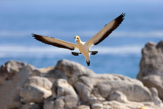 南非鲣鸟,成年,飞,接近,兰伯特湾,西海角,南非,非洲