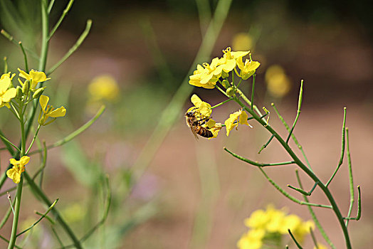 油菜花,蜜蜂