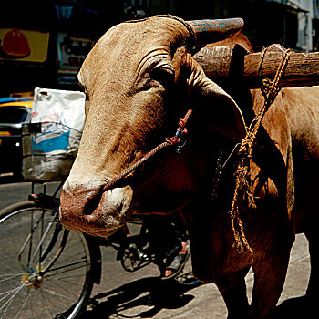 特写,向上,头部,神圣,工作,母牛,绳索,鼻孔,孟买,印度