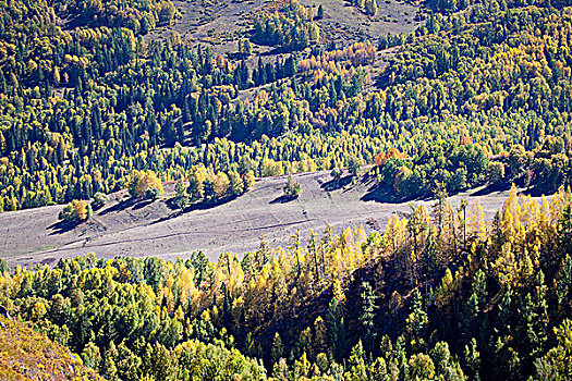 新疆阿勒泰喀纳斯秋天山谷里的树林