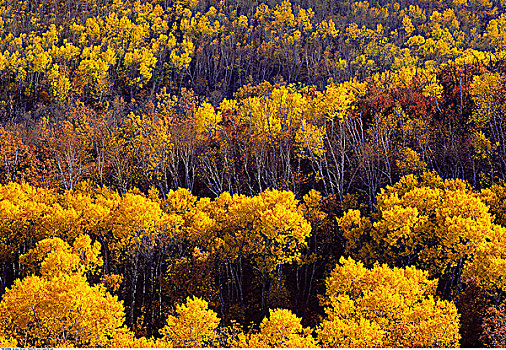 秋天,景色,萨斯喀彻温,加拿大