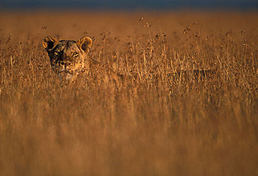 非洲,肯尼亚,马塞马拉野生动物保护区,成年,女性,雌狮,狮子,高草,热带草原