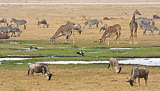 角马,斑马,长颈鹿,水坑,安波塞利国家公园,肯尼亚