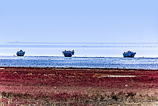 辽宁省盖州市渤海湾红海滩自然景观