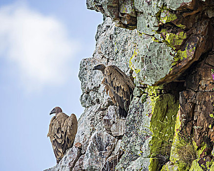胡兀鹫,雏鸟,埃斯特雷马杜拉,西班牙,欧洲