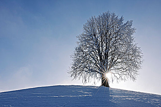 积雪,酸橙树,瑞士
