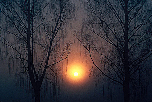 树,雾状,日落