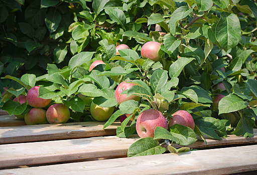 有机,摘苹果,树上,木头,健康,水果