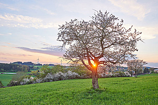 风景,欧洲酸樱桃,树,酸樱桃,日落,春天,普拉蒂纳特,巴伐利亚,德国