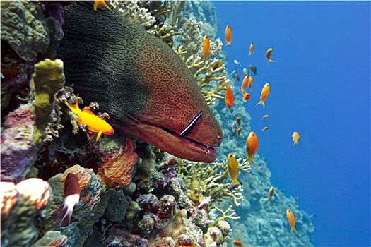 彩色,珊瑚礁,危险,海鳝,仰视,热带,海洋