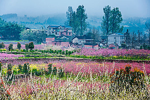 田园春色