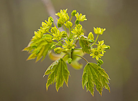 挪威槭,花,图林根州,德国,欧洲