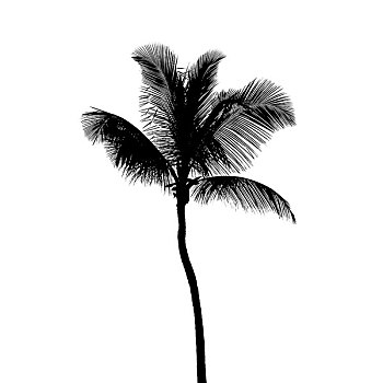 黑色,剪影,椰树,隔绝,白色背景,背景
