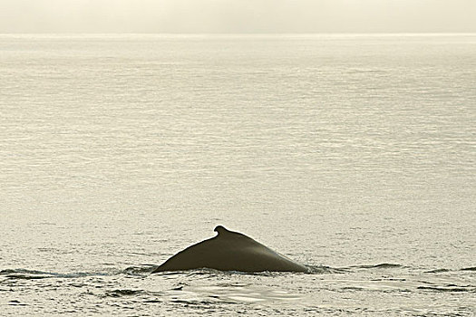 驼背鲸,大翅鲸属,鲸鱼,跳进,巴伦支海,海洋,斯瓦尔巴群岛,斯瓦尔巴特群岛,挪威,欧洲