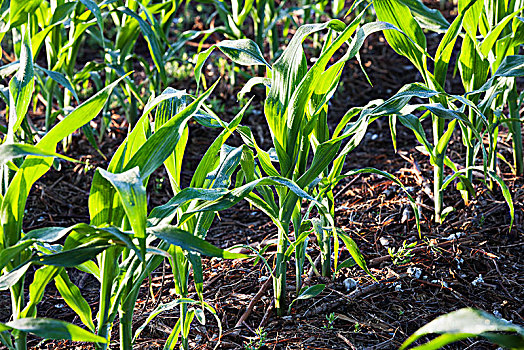 玉米,8-10岁,叶子,陆地,作物,棉花,英格兰,阿肯色州,美国