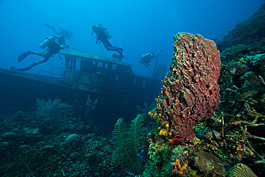 失事船舶,海洋公园,加勒比,深潜,海湾群岛,洪都拉斯,中美洲