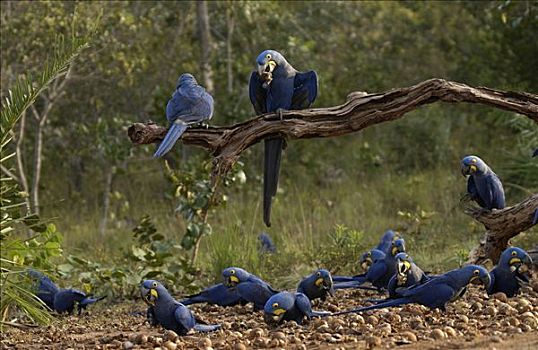紫蓝金刚鹦鹉,成群,栖息地,巴西
