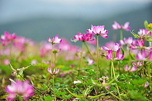 紫云英花地