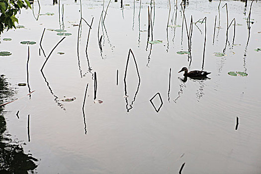 东湖里的野鸭