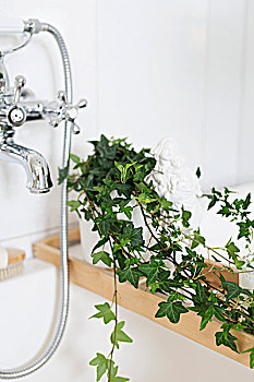 盆栽,常春藤,紧张,浴缸,复古,水龙头,器具