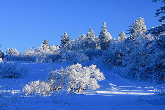 雪岭雾凇风光