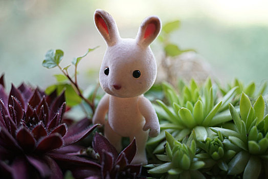 兔子玩偶和多肉植物