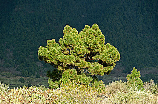 帕尔玛,松树