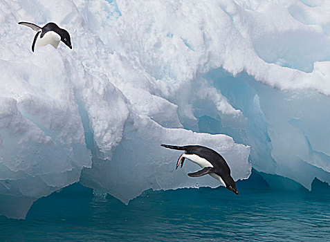 一对,阿德利企鹅,跳跃,边缘,冰山,休息,威德尔海,靠近,生物群,保利特岛