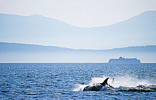逆戟鲸,渡轮,正面,温哥华岛,靠近,不列颠哥伦比亚省,加拿大