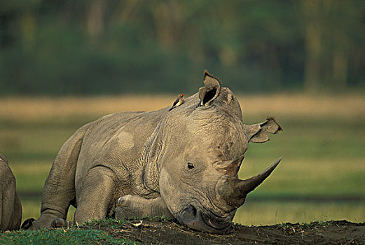 非洲,肯尼亚,纳库鲁湖国家公园,白犀牛,睡觉,黎明,纳库鲁湖