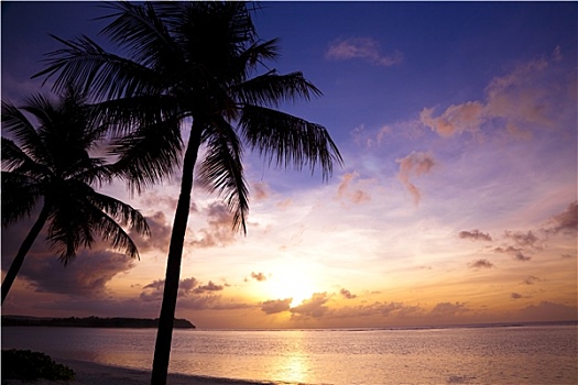 漂亮,日落,热带,海滩,椰树