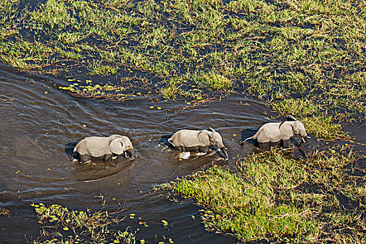 非洲象,三个,母牛,漫游,淡水,湿地,航拍,奥卡万戈三角洲,博茨瓦纳,非洲