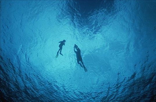 水下视角,两个,潜水者,多米尼加