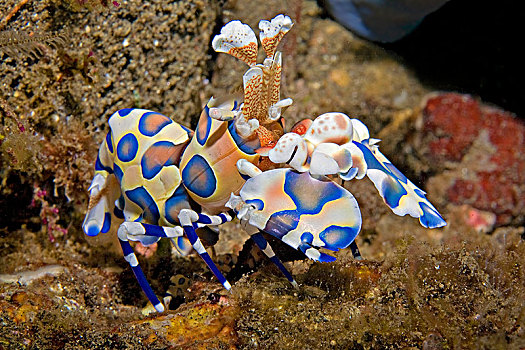 虾,蓝色,巴厘岛,印度尼西亚,亚洲