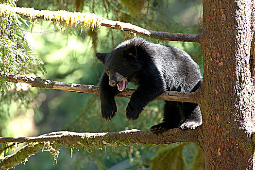 黑熊,美洲黑熊,幼兽,树上,溪流,通加斯国家森林,阿拉斯加
