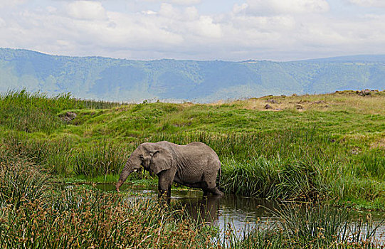 坦桑尼亚,恩戈罗恩戈罗,公园,大象,河,恩戈罗恩戈罗火山口