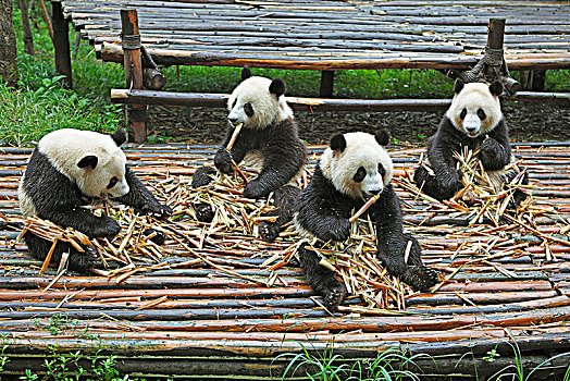 熊猫,熊,大熊猫,吃,竹笋,成都,研究,饲养,四川,中国,亚洲