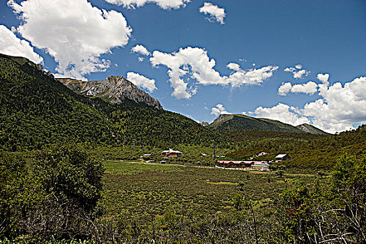 草地,香格里拉,中国