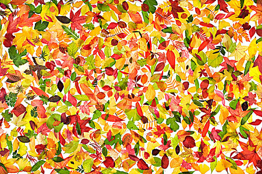 收集,不同,彩色,秋天,叶子