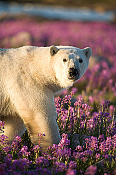 北极熊,杂草,哈得逊湾,加拿大