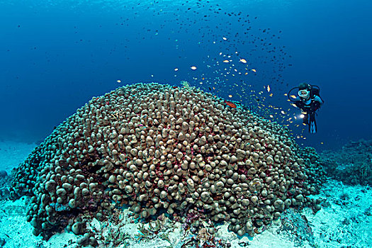 潜水,看,大,圆顶,珊瑚,大堡礁,太平洋,澳大利亚,大洋洲